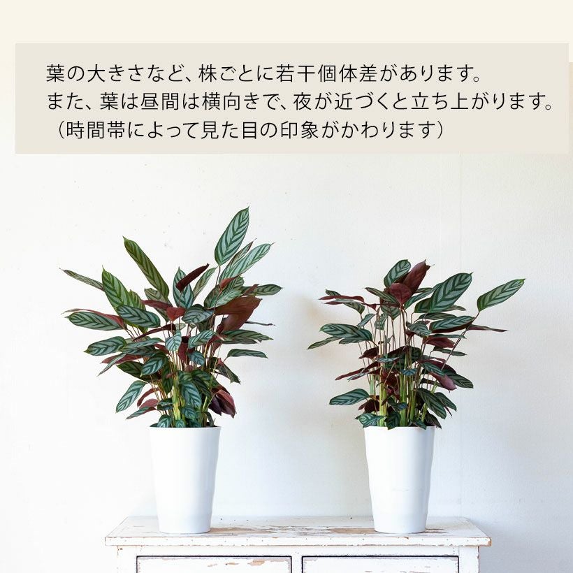 観葉植物 クテナンテ セトサ 観葉植物 鉢植え