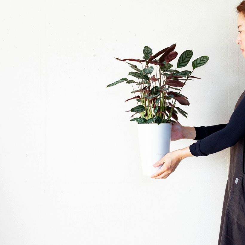 クテナンテ・セトサ｜シルバーグレーの葉が美しい観葉植物