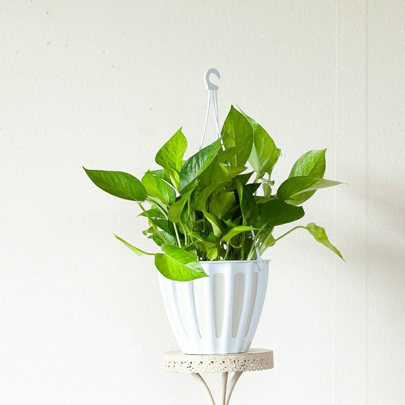 ポトス テルノ「カーニバル」伊藤輝則作：シリーズおすすめ種類