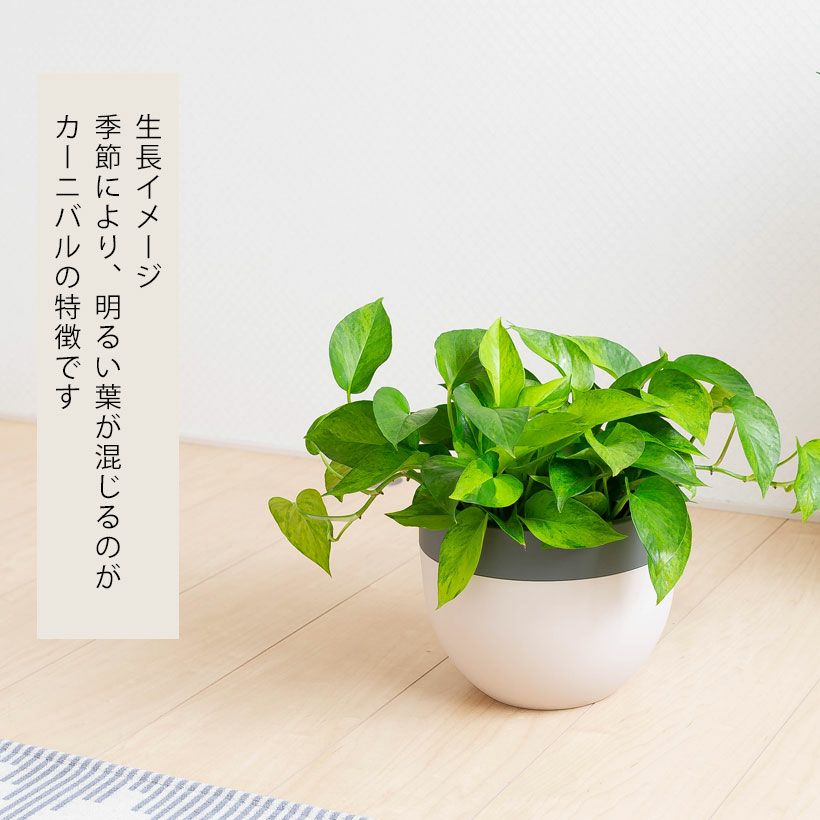 ポトス テルノ「カーニバル」伊藤輝則作：シリーズおすすめ種類
