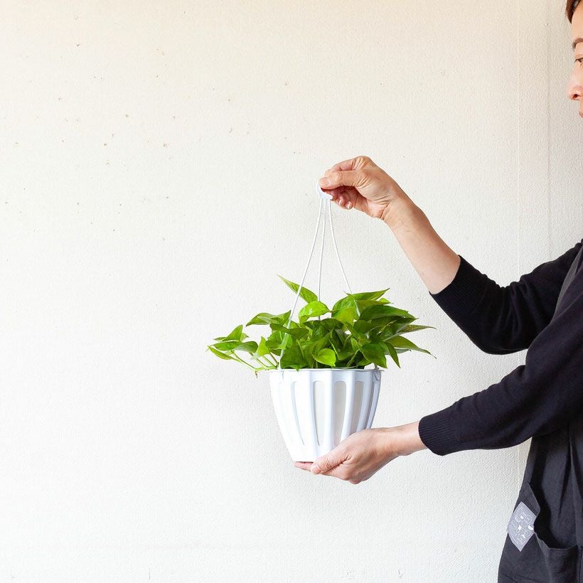 ポトス テルノ「カーニバル」伊藤輝則作：シリーズおすすめ種類