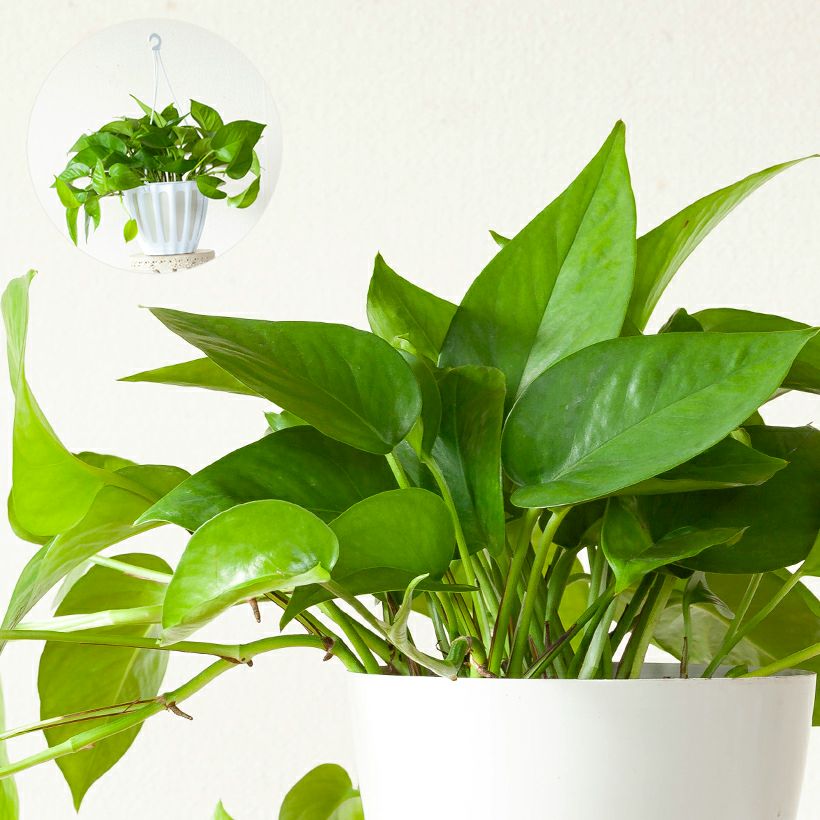 ポトス テルノ｜おすすめ16品種！ラブソングは春と秋に販売予定