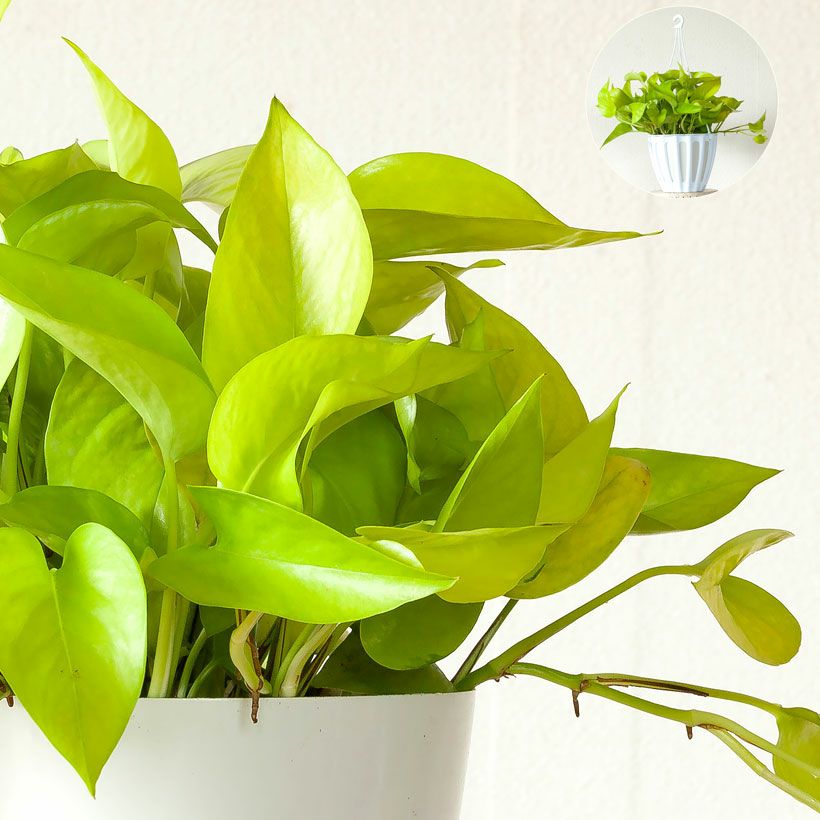 ポトス テルノ若草（ワカクサ）ライムポトスより葉が厚い品種