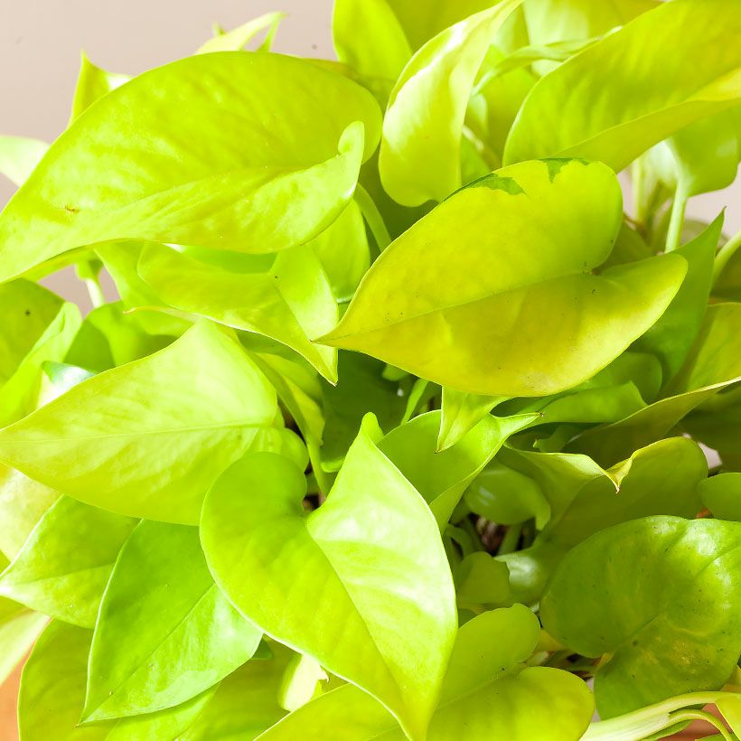 ポトス テルノ若草（ワカクサ）ライムポトスより葉が厚い品種