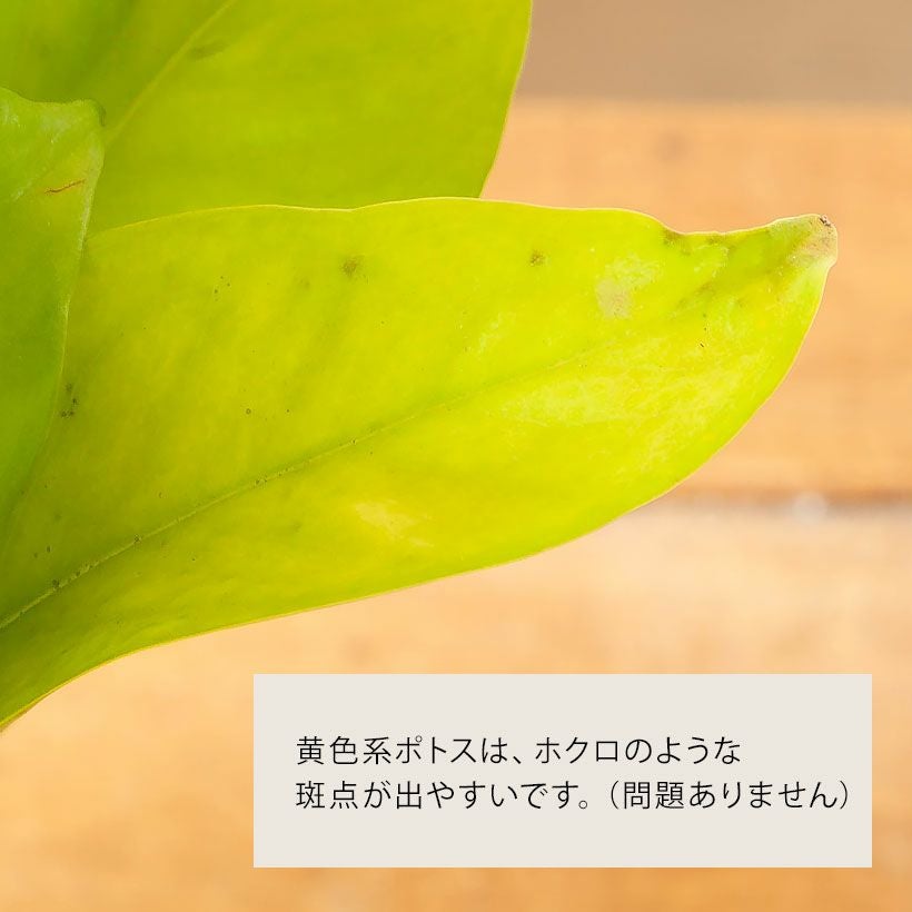 ポトス テルノ若草（ワカクサ）ライムポトスより葉が厚い品種
