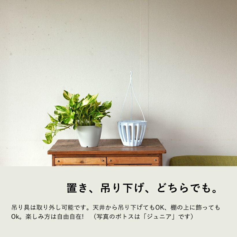 ポトス テルノ「カグヤ」ライムポトスから生まれた斑入り品種