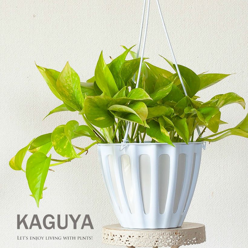 うるここ様【現品・鉢まま出荷】　希少　ポトス　テルノカグヤ 園芸ネット本店｜ポトス：テルノカグヤ の通販【公式】 5号吊り鉢* モンステラ・ポトス