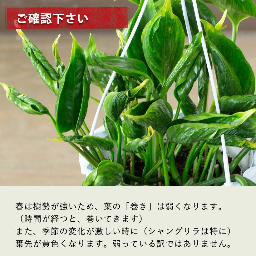 巻き葉ポトス「シャングリラ」テルノワールドの代表作！