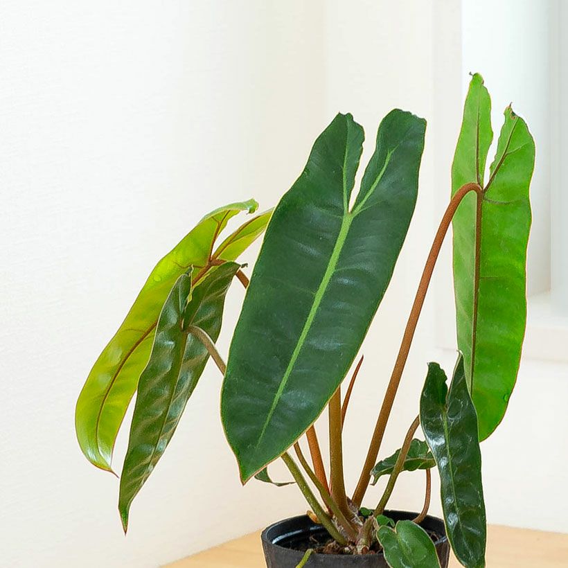 000000007367-02.jpg?size=l&w=