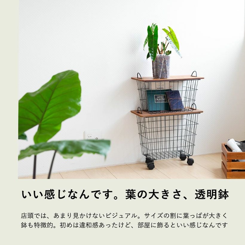 フィロデンドロン・ビレッタエ（ビレッティア）育て方付き