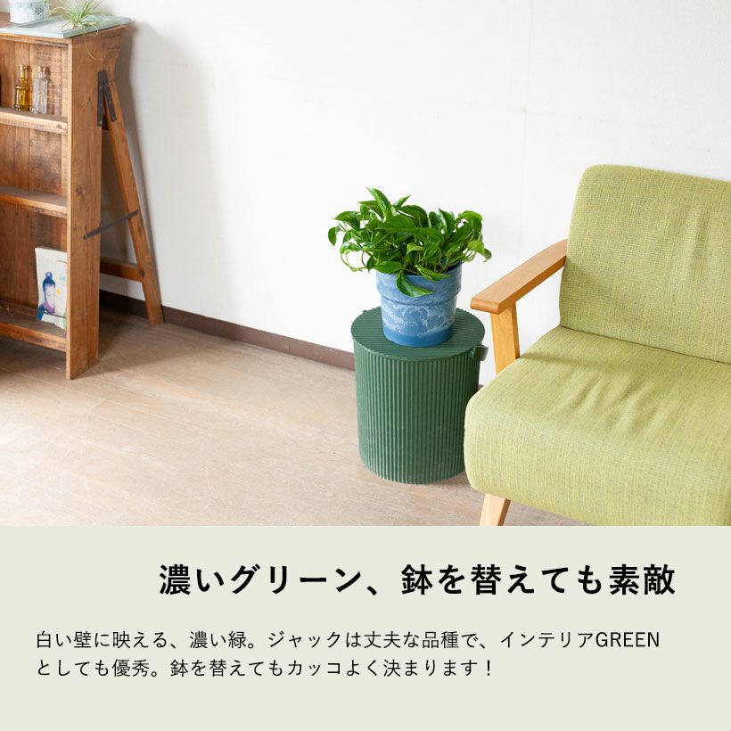 ポトス テルノ「ジャック」店長おすすめ！肉厚な緑。丈夫です