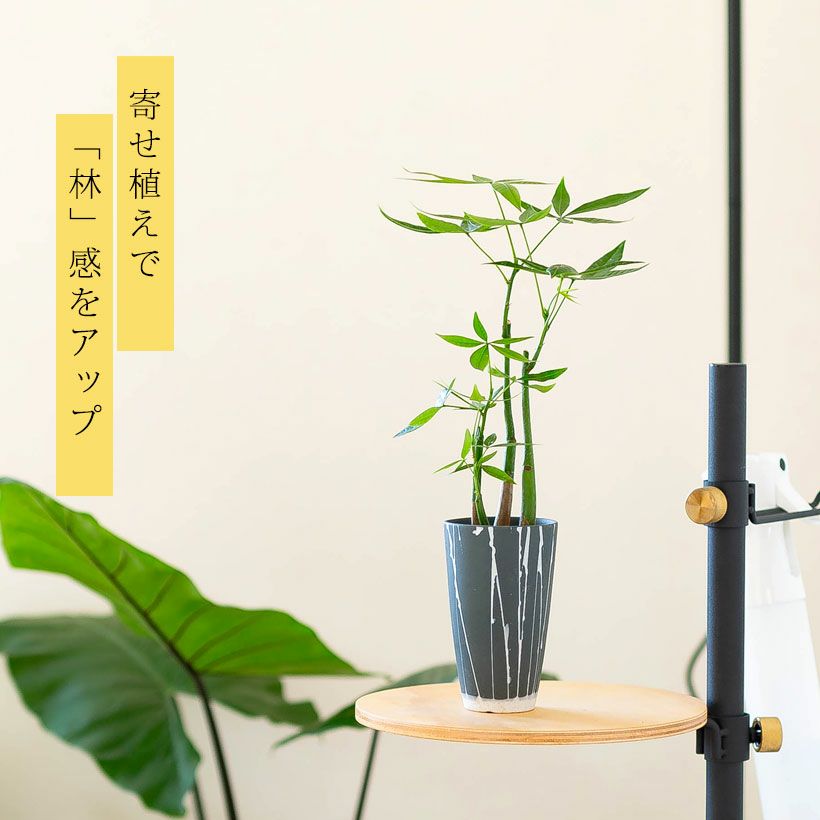 実生パキラ【花咲きます】 パキラの花が咲くのは珍しい？種から育てるコツや花の咲かせ方を解説