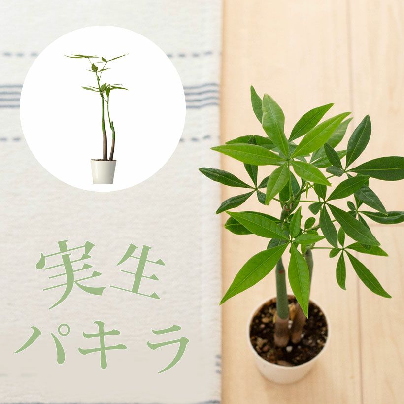 ガジュマルの種類豊富｜実生、接ぎ木、人参、パンダ（タイワン）