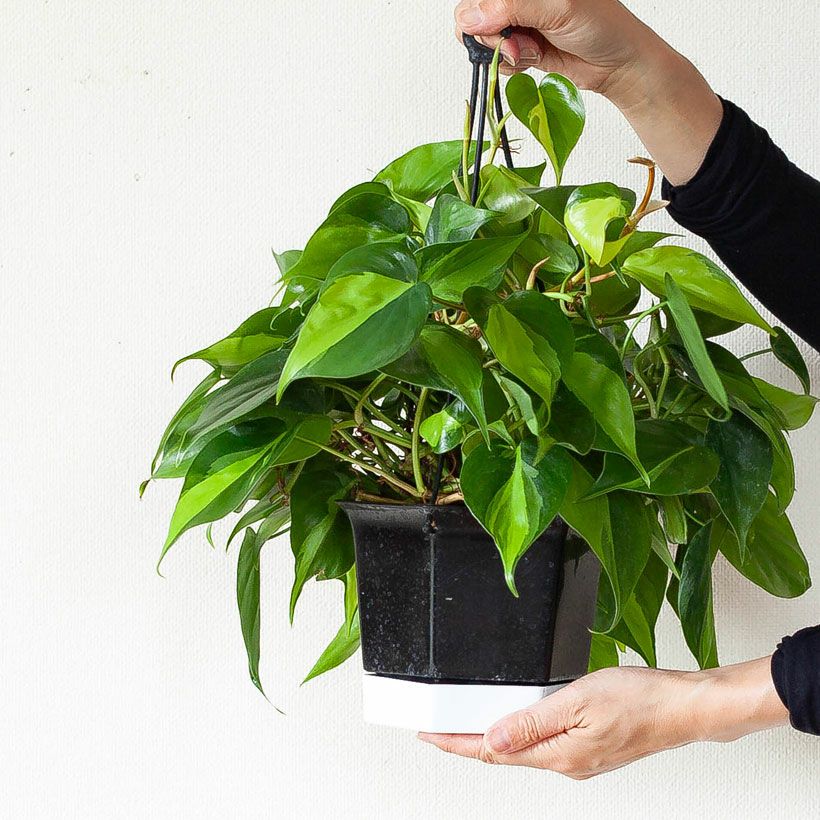 【B級品/大型観葉植物】ハートのダークグリーン葉が魅力 オキシカルジウム10号鉢 B級品/大型観葉植物】ハートのダークグリーン葉が魅力 オキシカルジウム