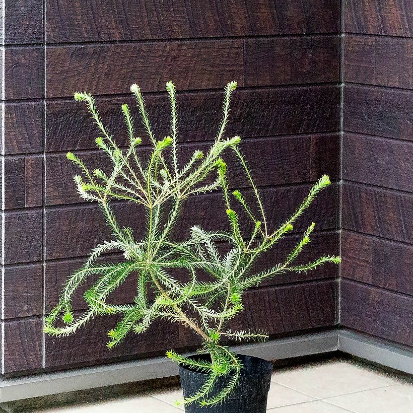 ヒースバンクシア（エリシフォリア）オレンジ花が咲く耐寒性品種