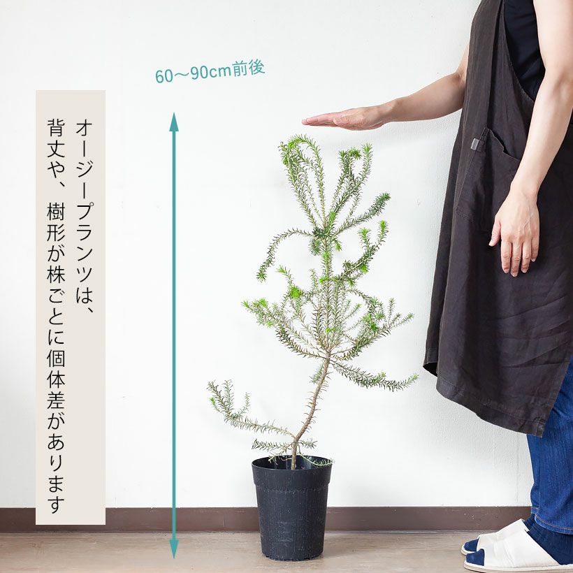ヒースバンクシア（エリシフォリア）オレンジ花が咲く耐寒性品種