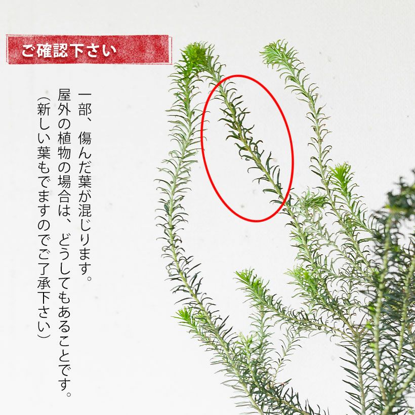 ヒースバンクシア（エリシフォリア）オレンジ花が咲く耐寒性品種