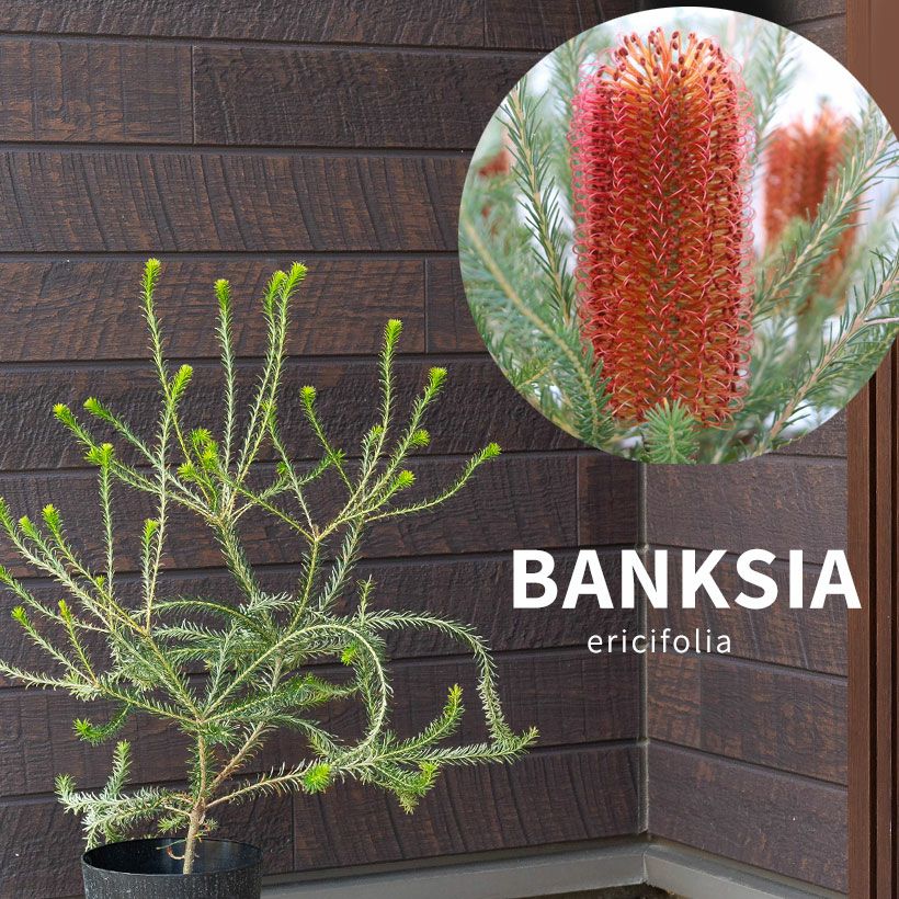 ヒースバンクシア（エリシフォリア）オレンジ花が咲く耐寒性品種