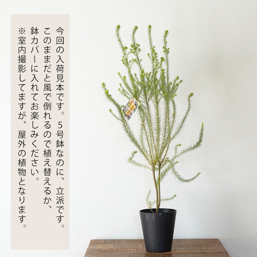 ヒースバンクシア（エリシフォリア）オレンジ花が咲く耐寒性品種