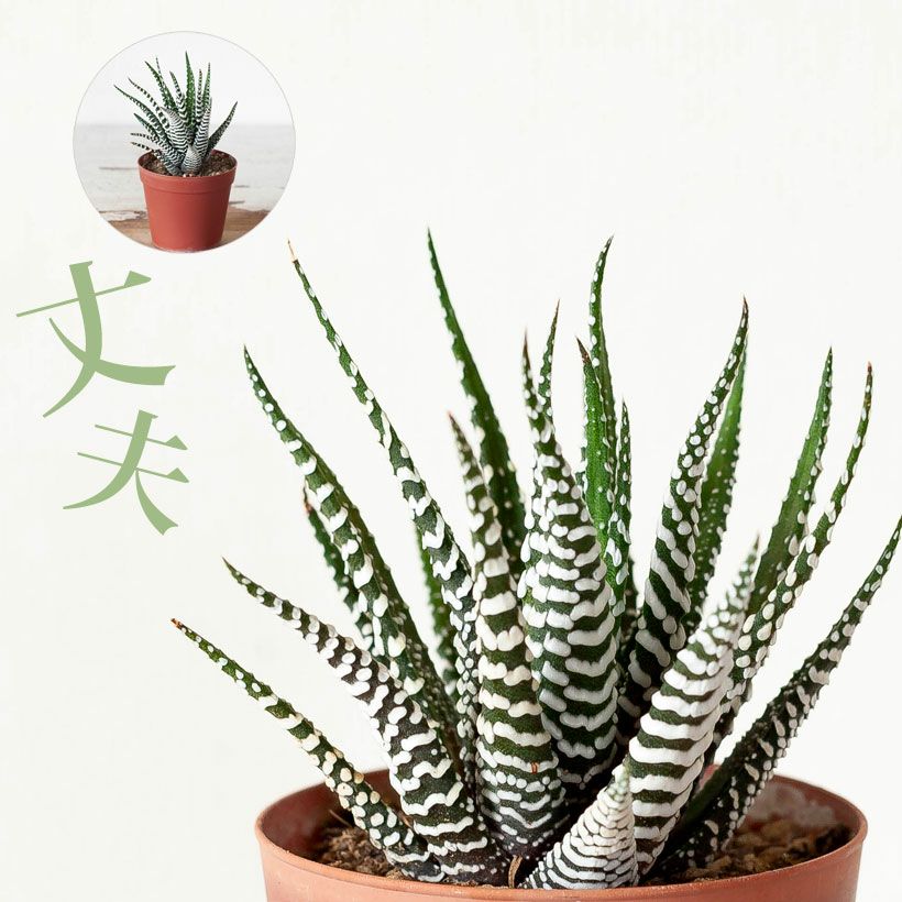 十二の巻（じゅうにのまき）育て方付き、人気の多肉植物｜e-花屋