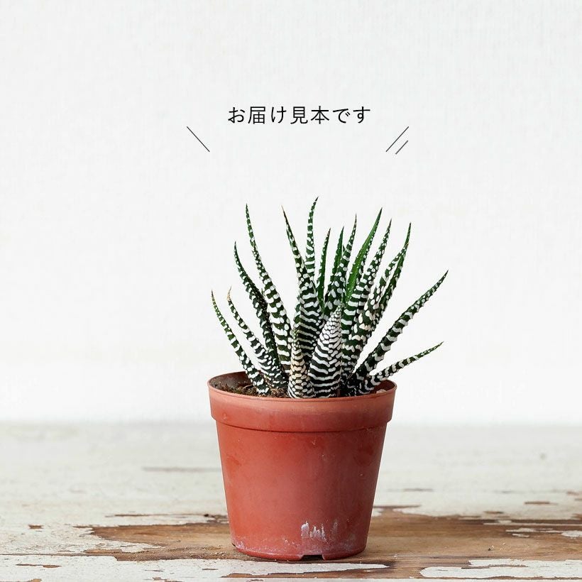 十二の巻（じゅうにのまき）育て方付き、人気の多肉植物｜e-花屋