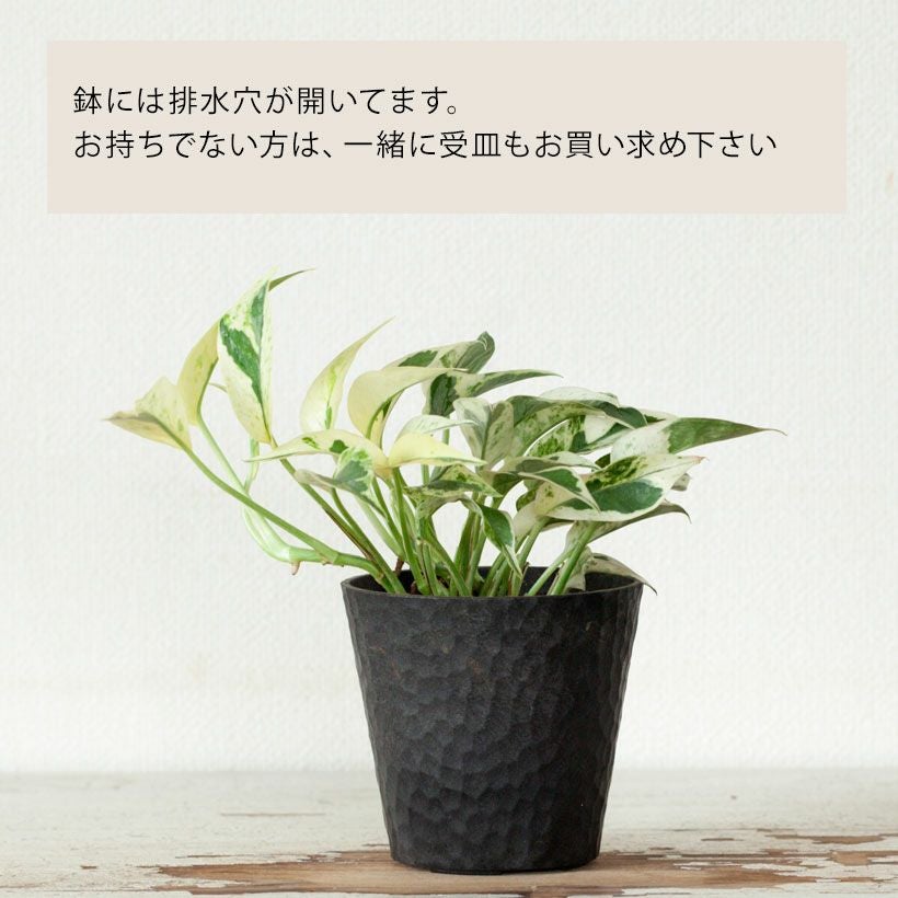 ポトスエクセレント