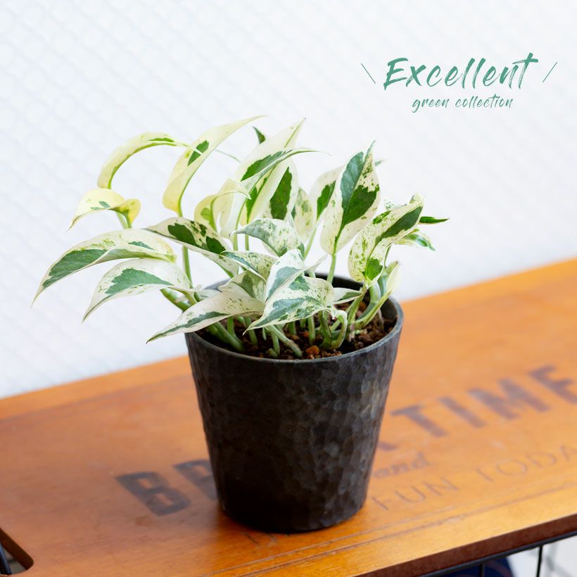 ポトスエクセレント