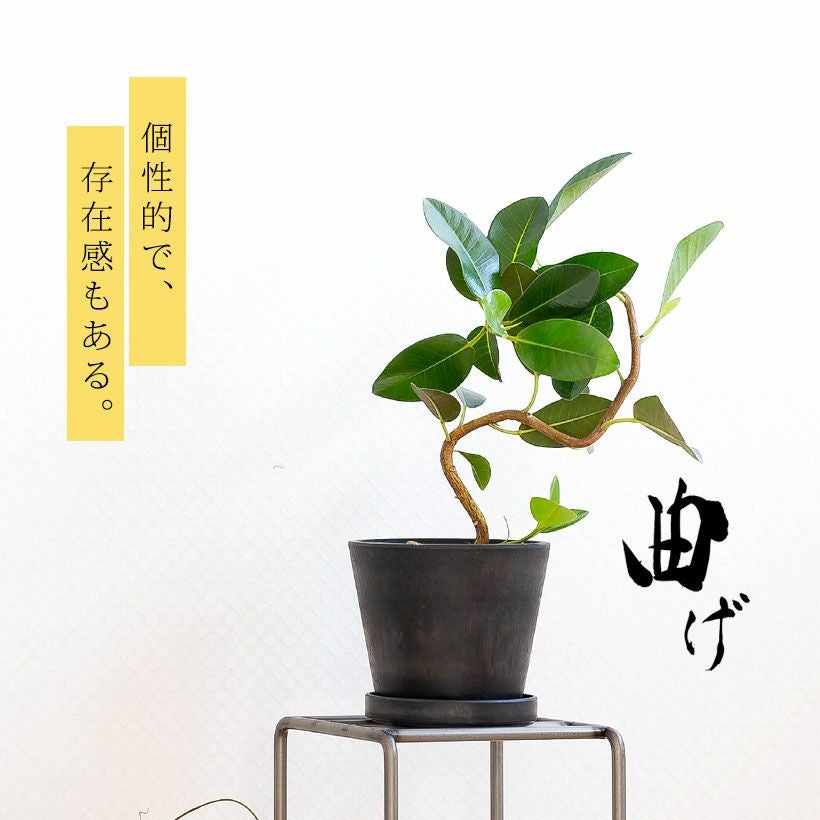 000000007466-01.jpg?size=l&w=