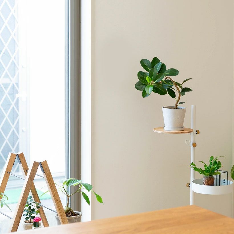 フランスゴムの木（別名フィカス・ルビギノーサ）育て方付き