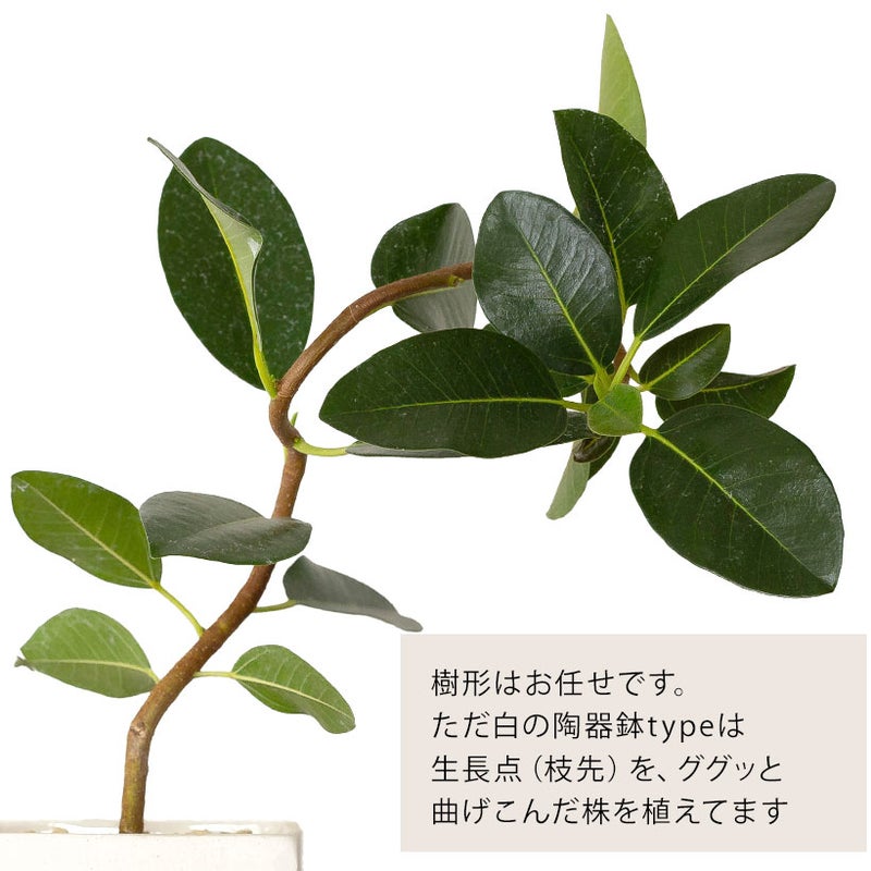 白い陶器鉢のフランスゴムの樹形について