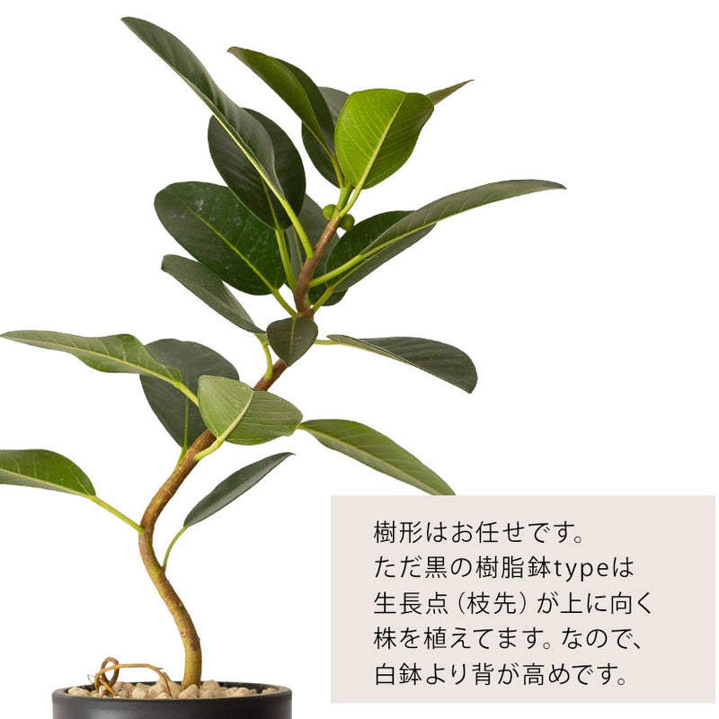 黒い樹脂の鉢のフランスゴムの樹形について