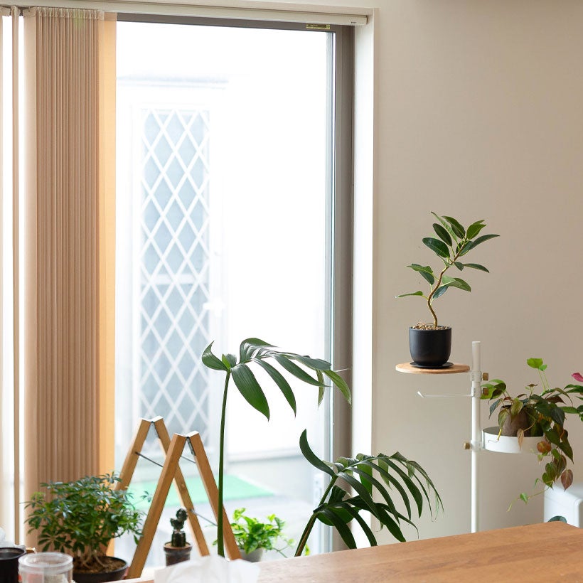 フランスゴムの木（別名フィカス・ルビギノーサ）育て方付き