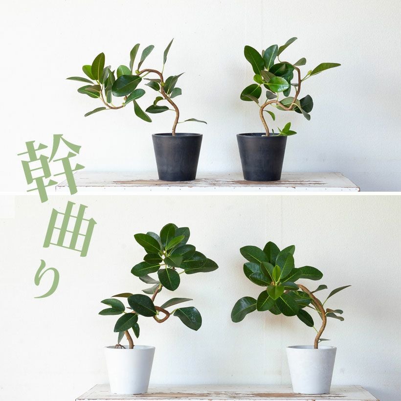 フランスゴムの木（別名フィカス・ルビギノーサ）育て方付き