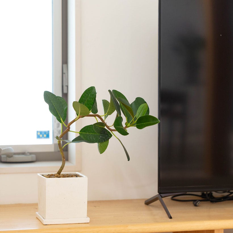 フランスゴムの木（別名フィカス・ルビギノーサ）育て方付き