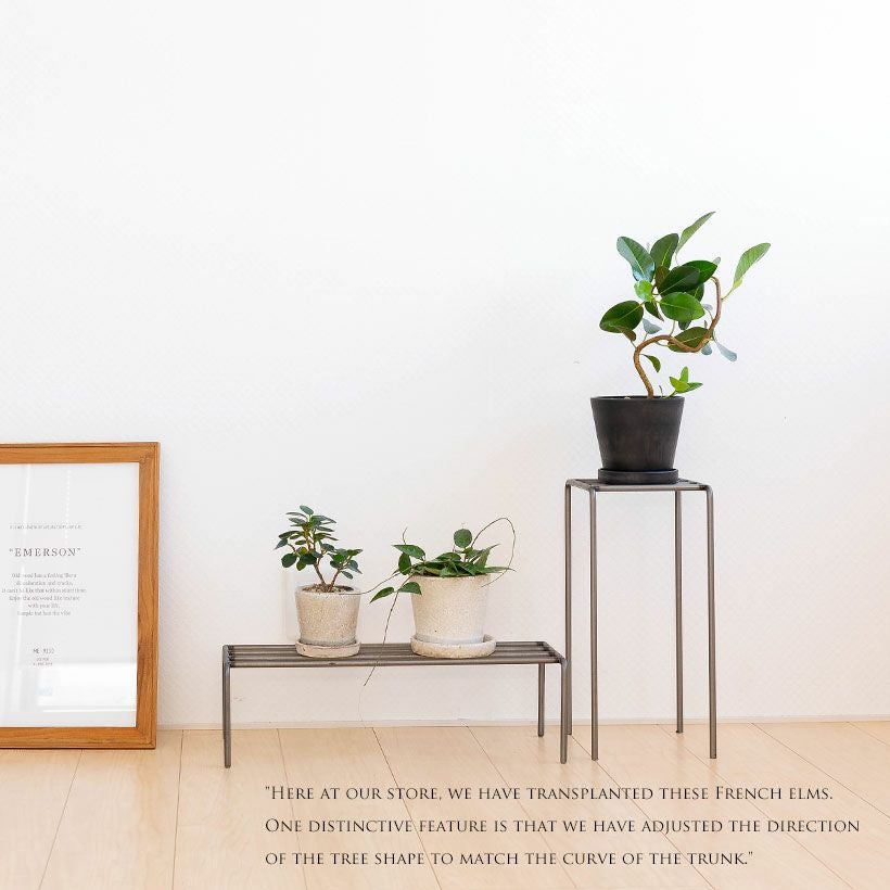 フランスゴムの木（別名フィカス・ルビギノーサ）育て方付き