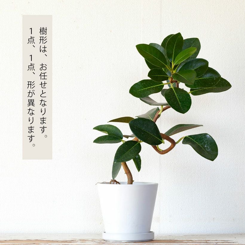 フランスゴムの木（別名フィカス・ルビギノーサ）育て方付き