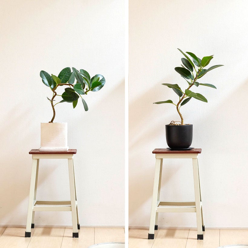 フランスゴムを