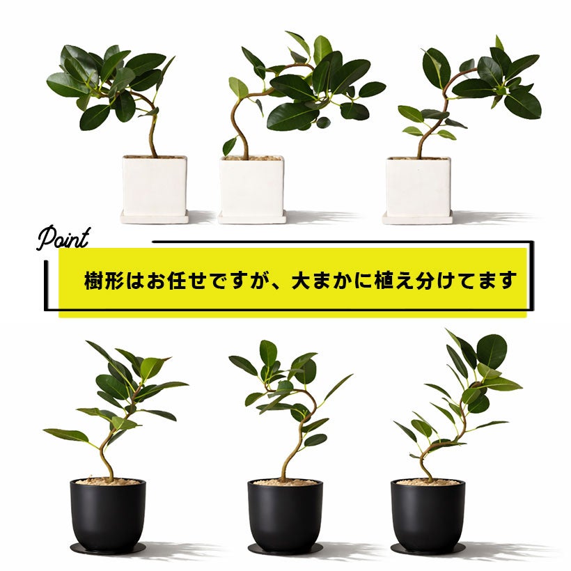 フィカス・ルビギノーサ(フランスゴム）白と黒の鉢に植え替えてお届け