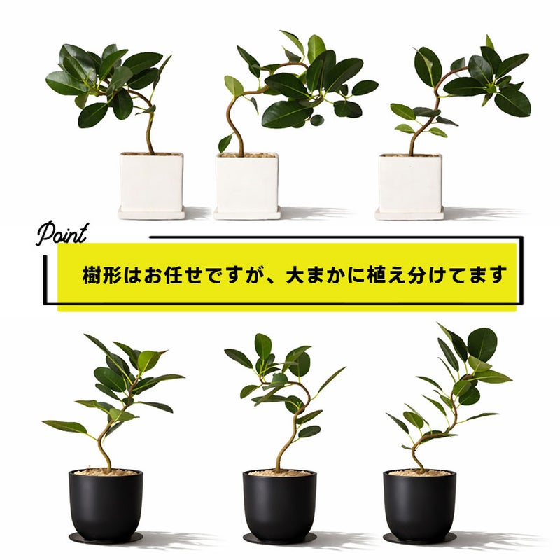 フランスゴムの樹形について