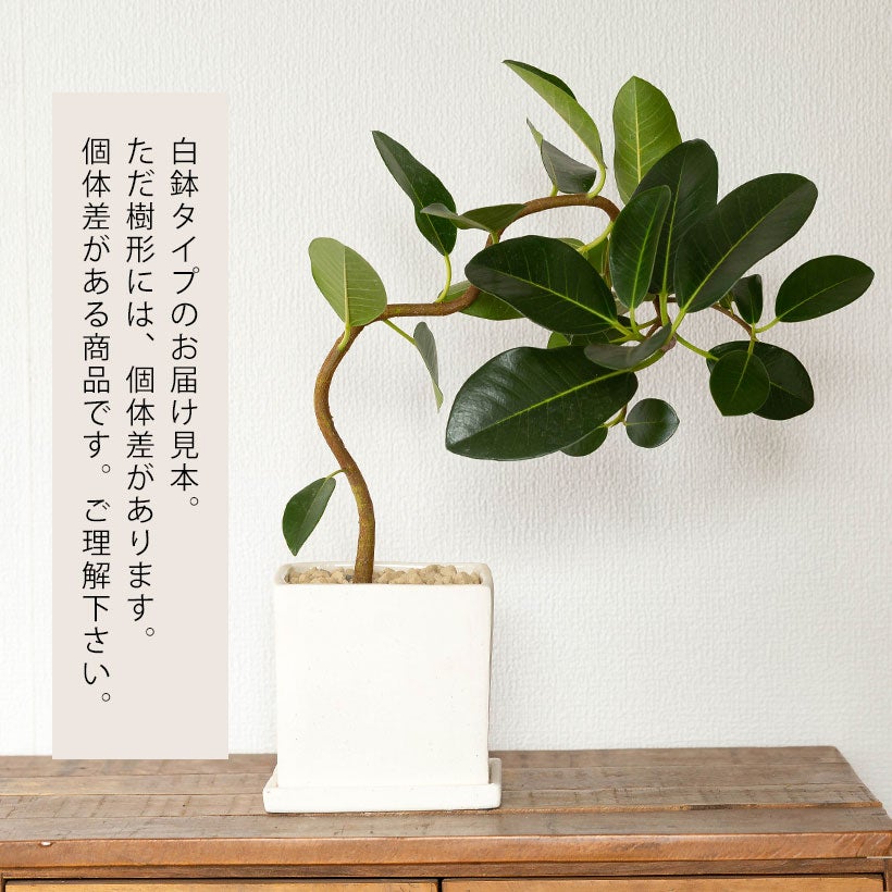 フィカス・ルビギノーサ(フランスゴム）白と黒の鉢に植え替えてお届け