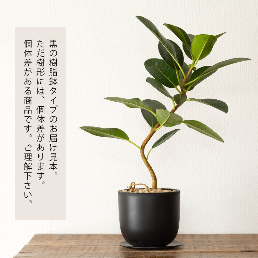 フィカス・ルビギノーサ(フランスゴム）白と黒の鉢に植え替えてお届け