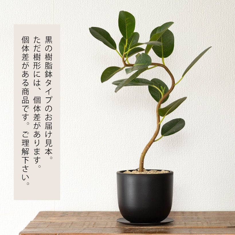 フィカス・ルビギノーサ(フランスゴム）白と黒の鉢に植え替えてお届け