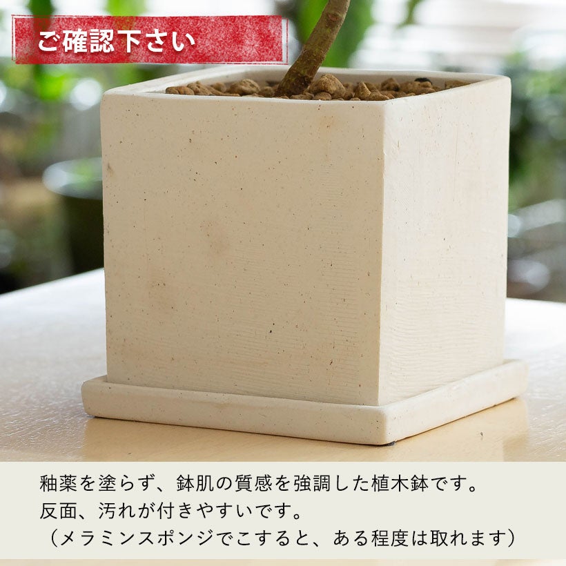 フィカス・ルビギノーサ(フランスゴム）白と黒の鉢に植え替えてお届け