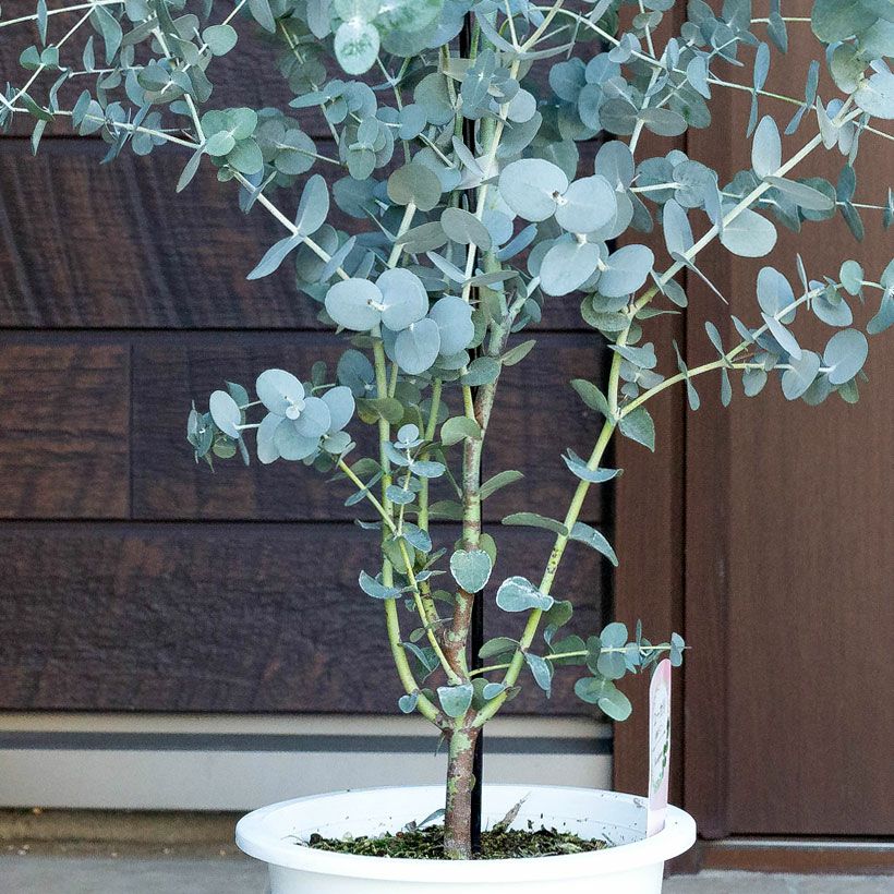ユーカリグニー鉢植え（育て方付き）大きく育てるお勧めサイズ