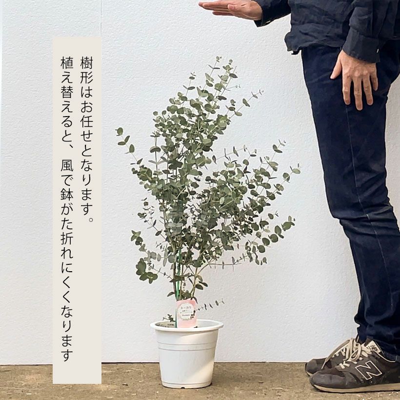 ユーカリグニー鉢植え（育て方付き）大きく育てるお勧めサイズ