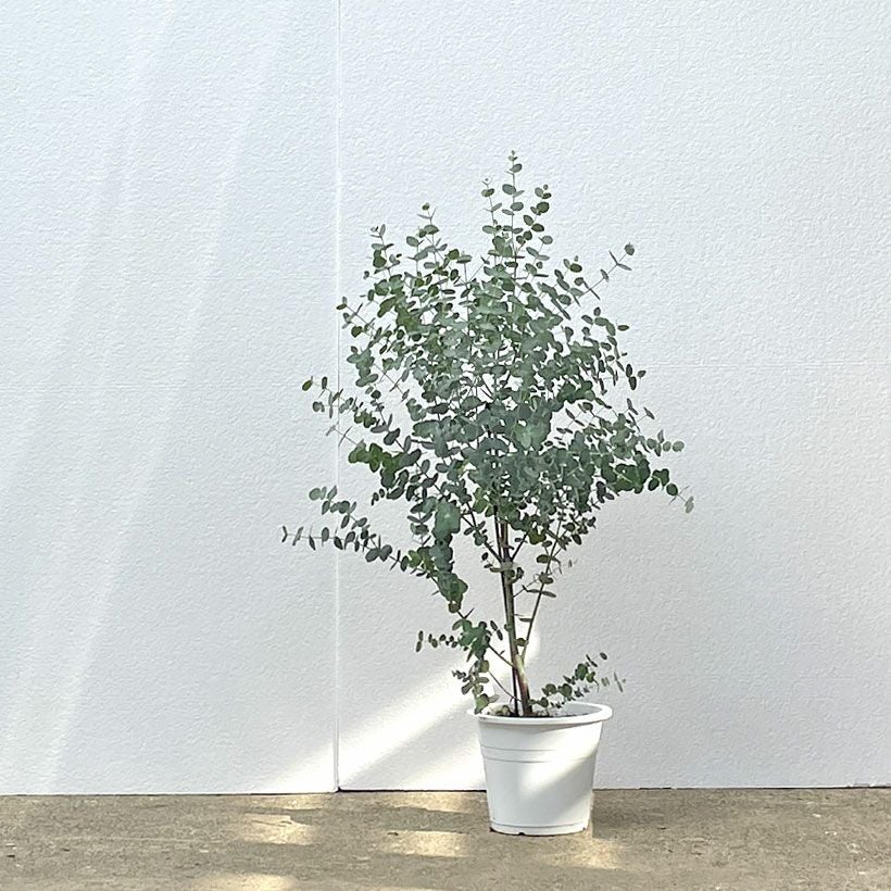 ユーカリグニー鉢植え（育て方付き）大きく育てるお勧めサイズ