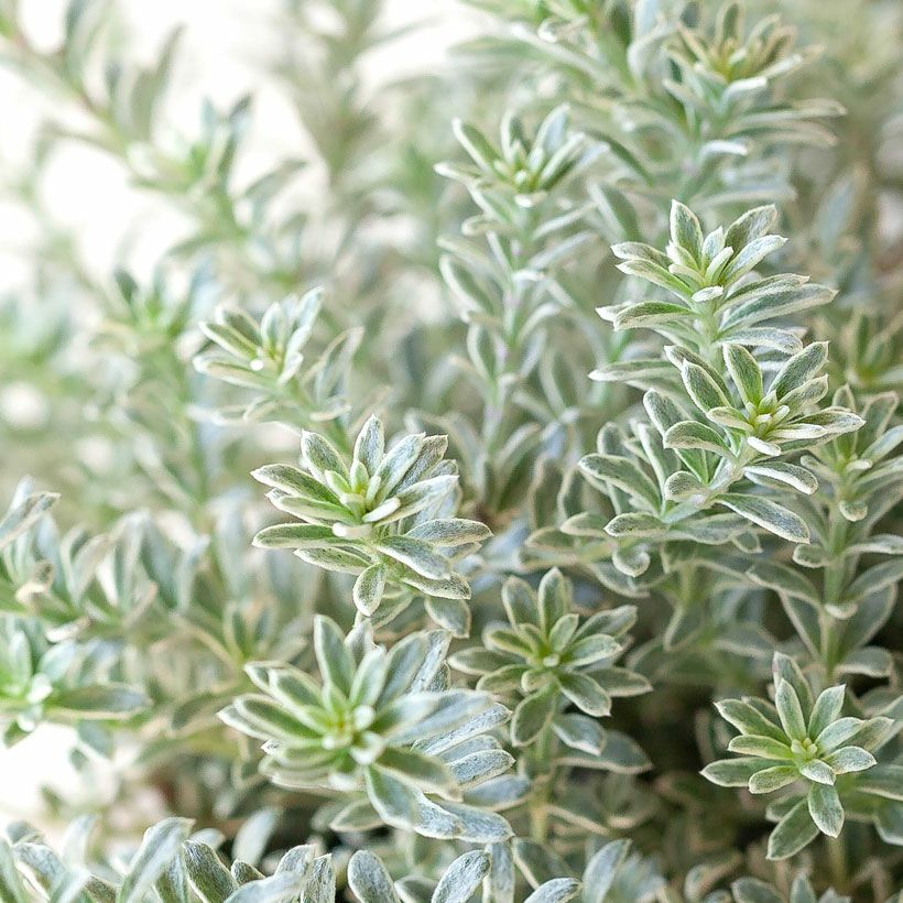 ウエストリンギア「スモーキー」育て方付き5号鉢植え｜e-花屋さん