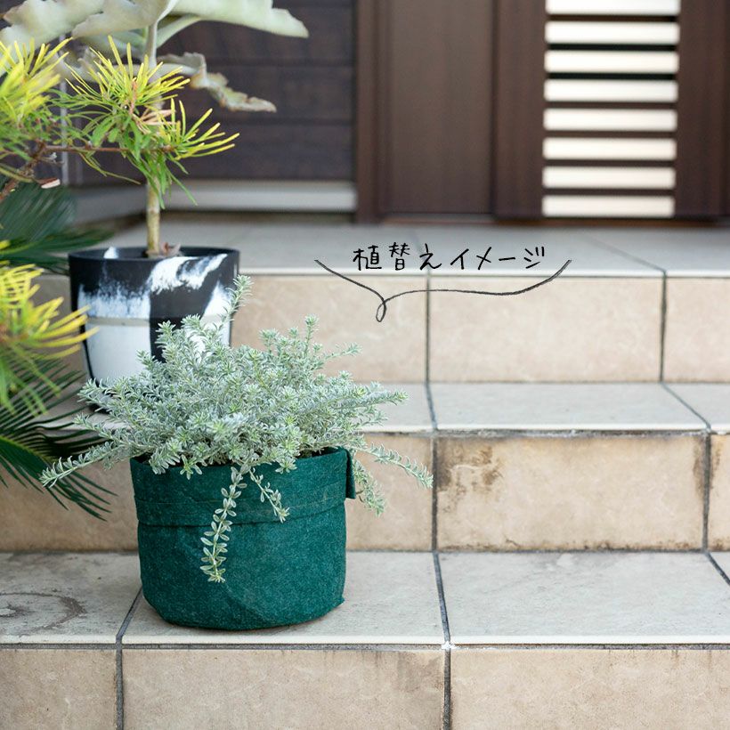 ウエストリンギア「スモーキー」育て方付き5号鉢植え｜e-花屋さん