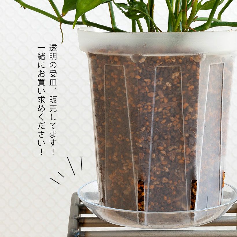 透明スリット鉢ネガミエル｜観葉植物の根が見える浅岡園芸
