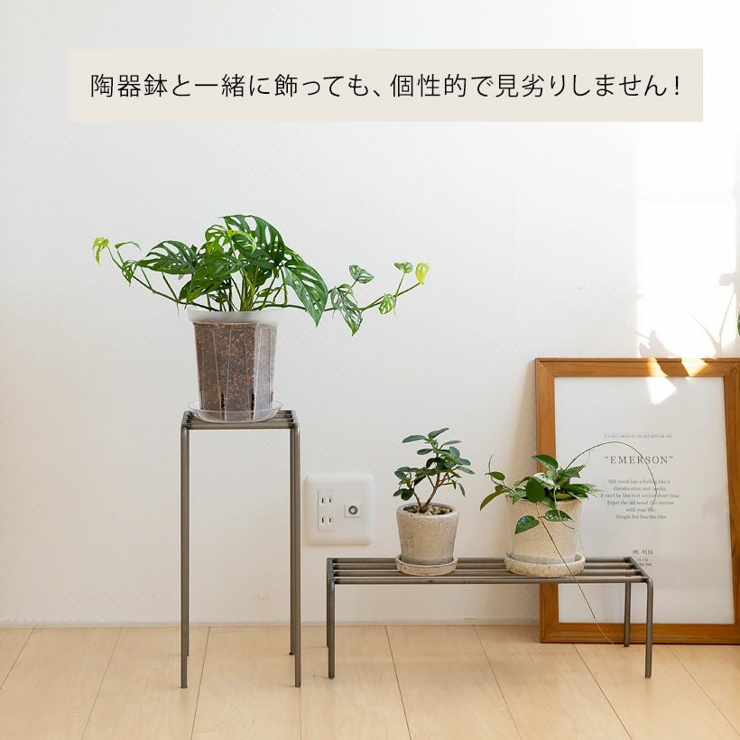 透明スリット鉢ネガミエル｜観葉植物の根が見える浅岡園芸